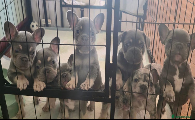 French Bulldog dogs - Advert 4
