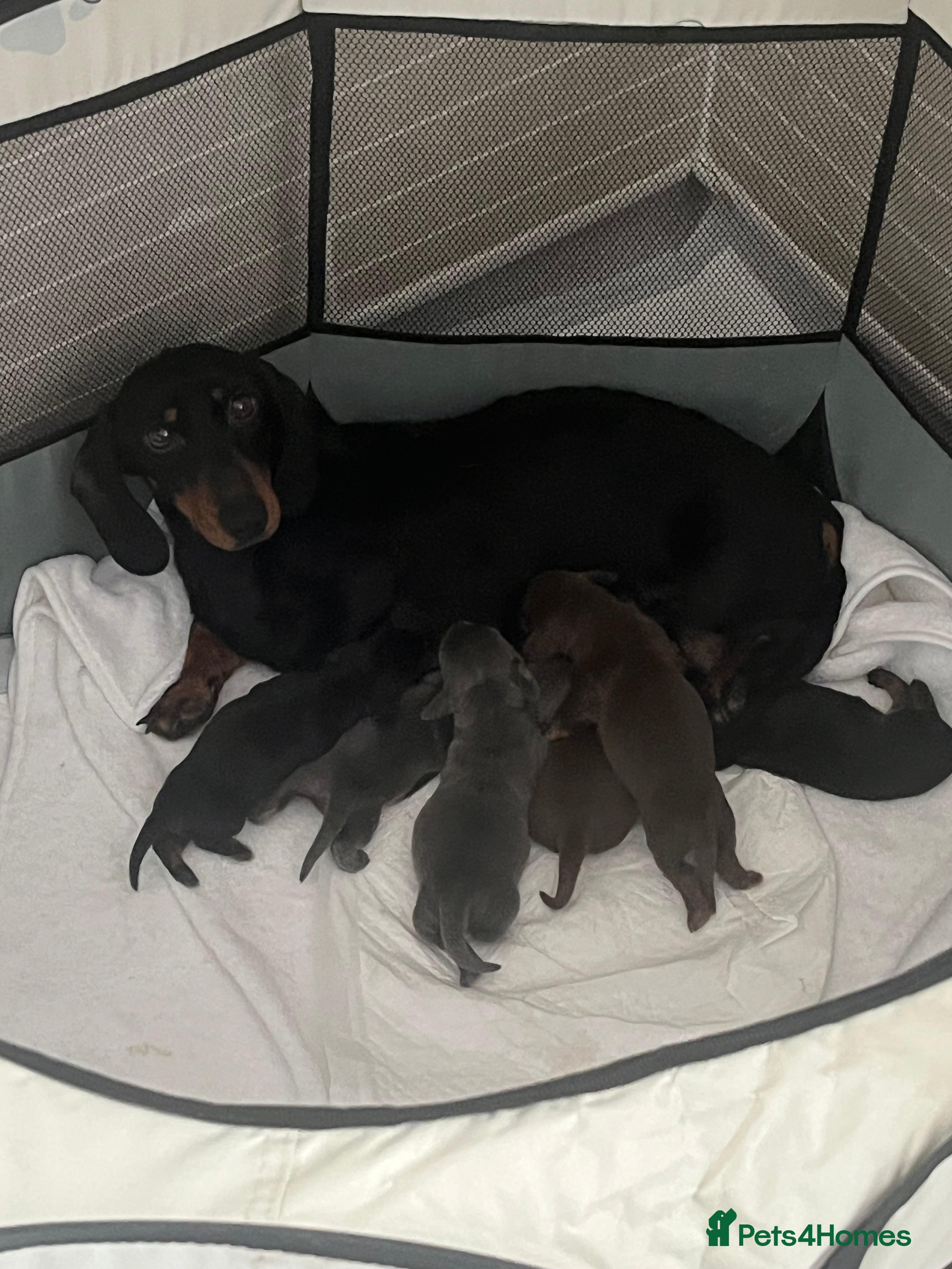 Miniature Dachshund dogs Gorgeous litter of mini dachshund puppies❤️ - Advert 1