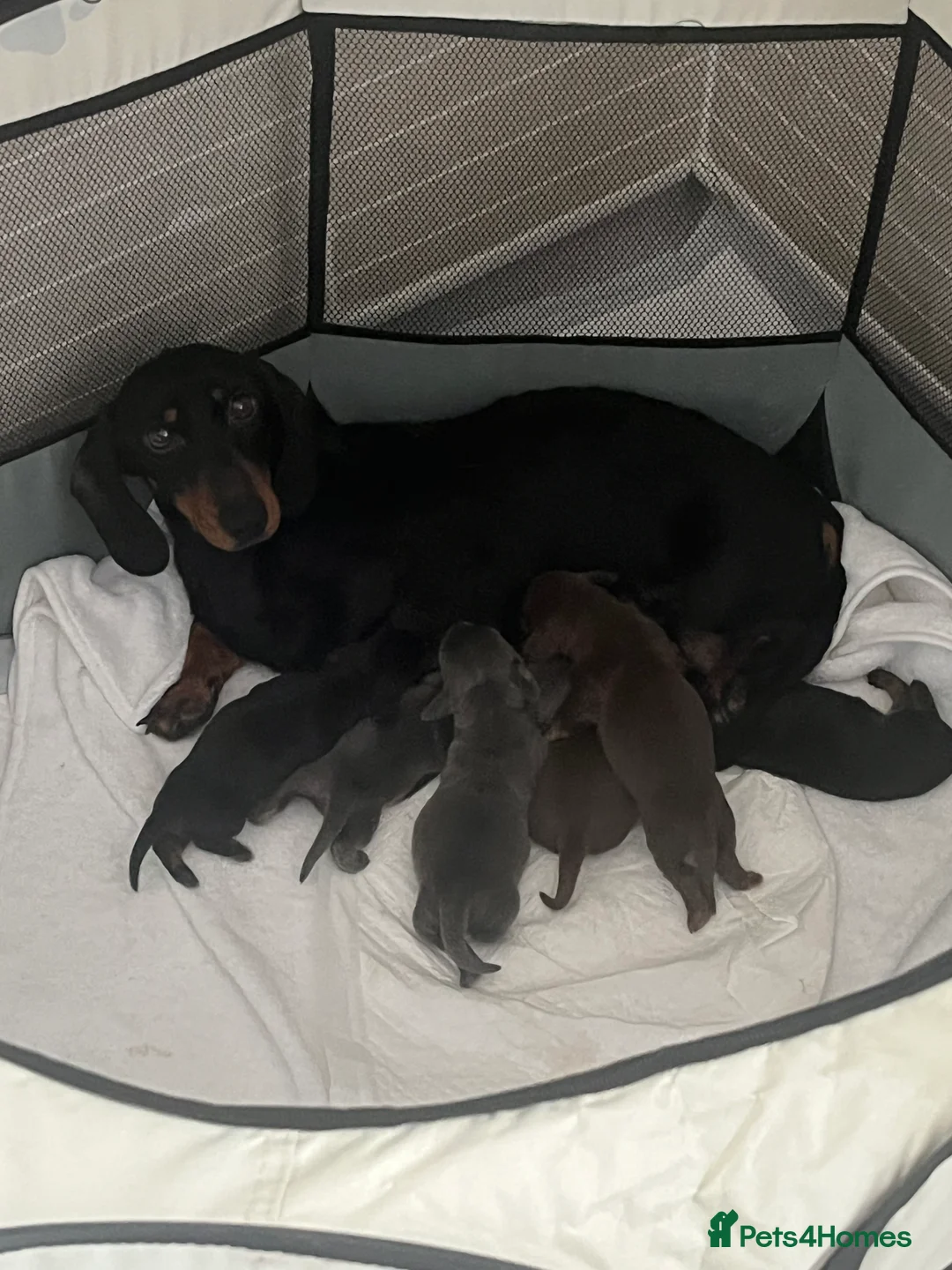 Miniature Dachshund dogs for sale: Gorgeous litter of mini dachshund puppies❤️ - Advert 1