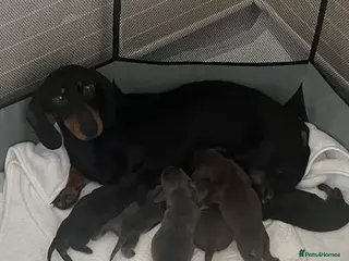 Miniature Dachshund dogs Gorgeous litter of mini dachshund puppies❤️ - Advert 1