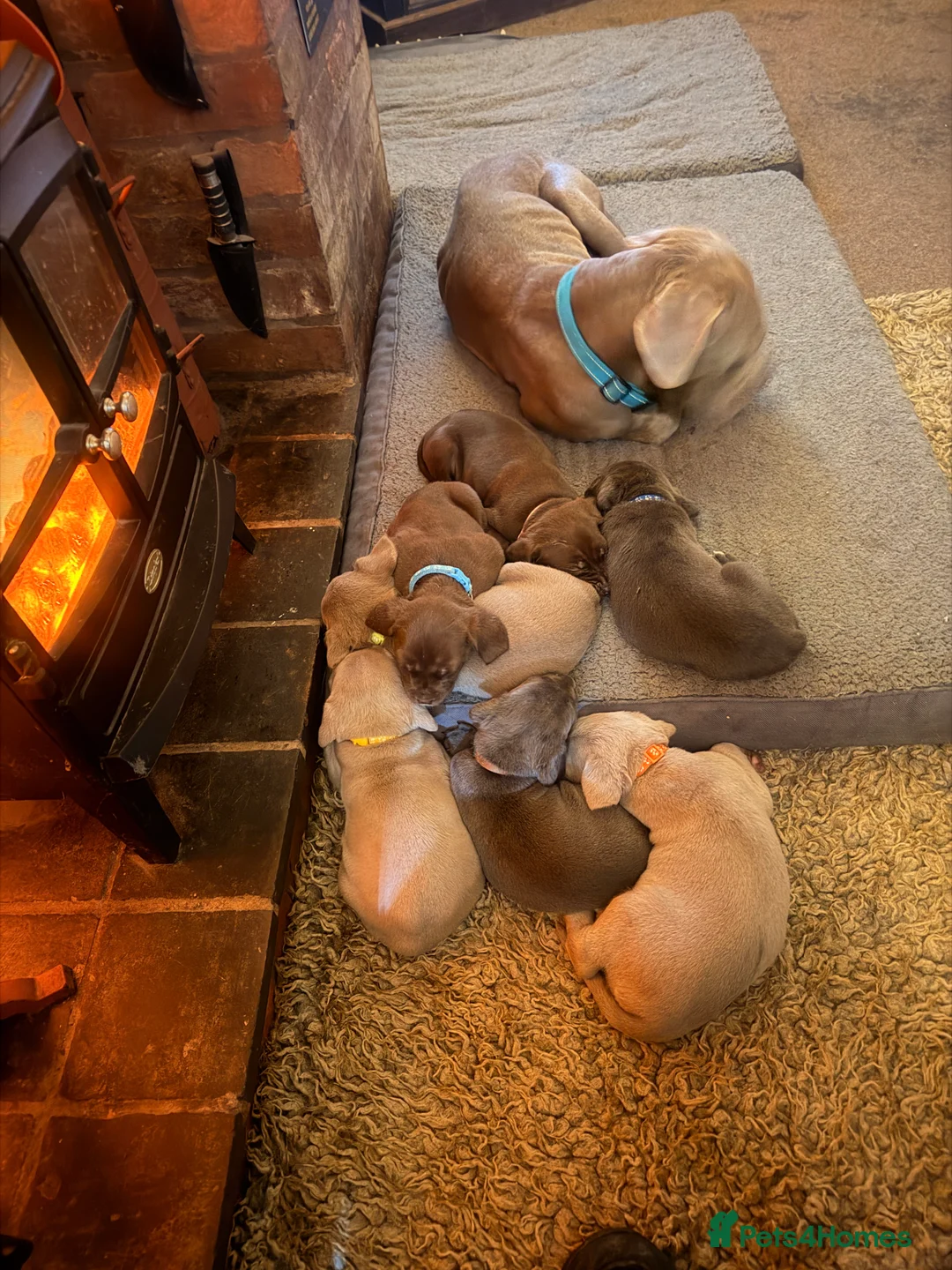 Cane Corso dogs for sale: 5 Towns Italian cane corso spring litter  - Advert 38