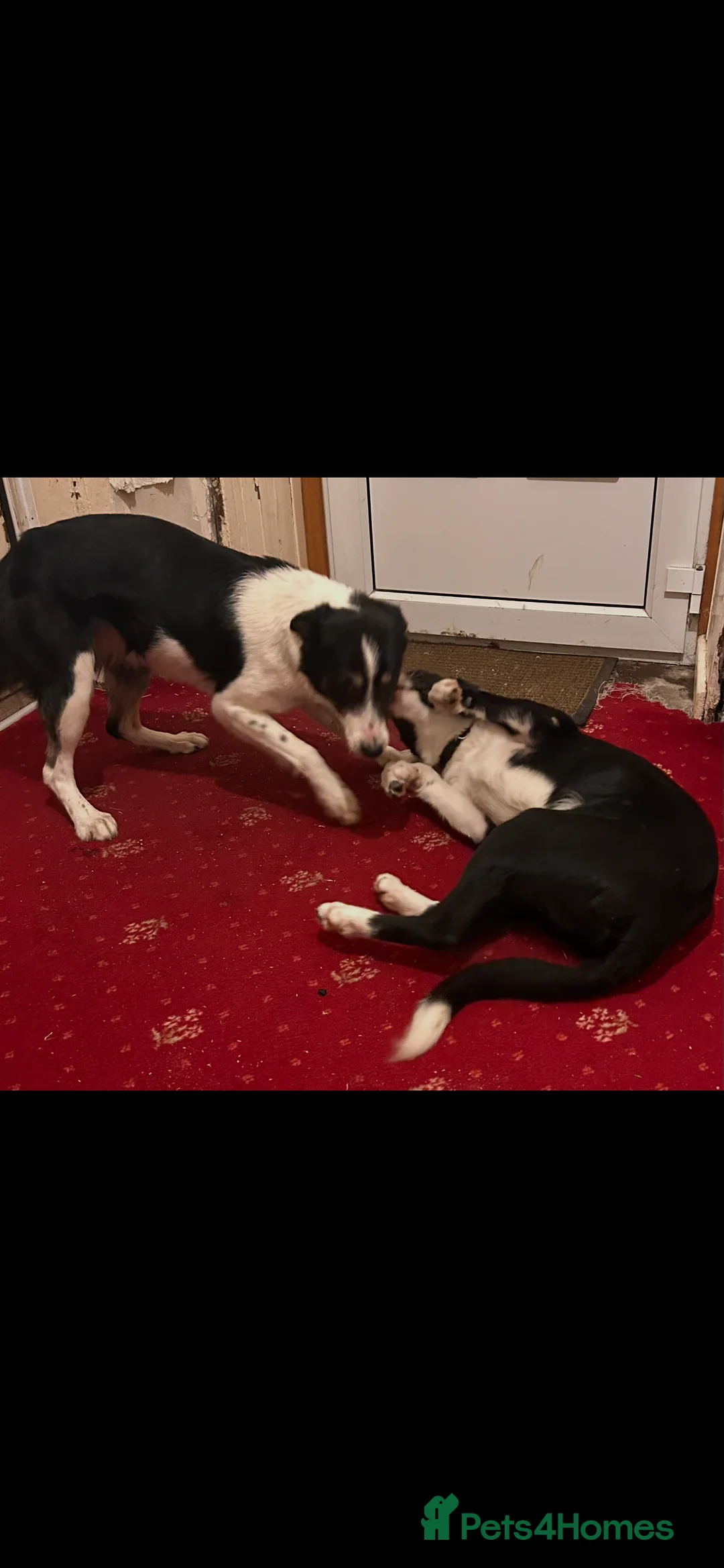 Border Collie dogs for sale: Border collie  - Advert 3