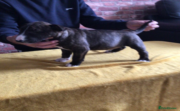 English Bull Terrier dogs - Advert 1