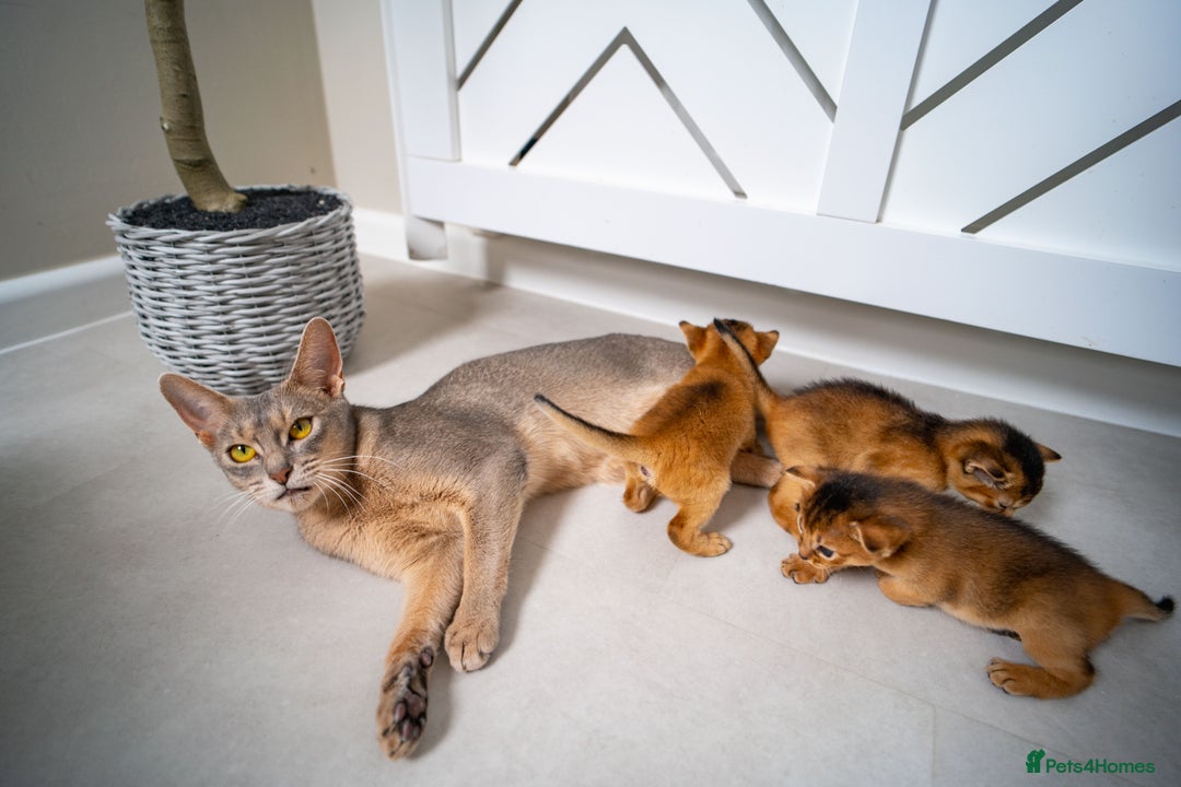 Abyssinian cats for sale: Champion Line Abyssinians- Rare Beauty- TICA reg. - Image 21