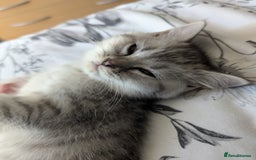British Shorthair cats for sale: Beautiful British Short Hair Boys  - Image 10