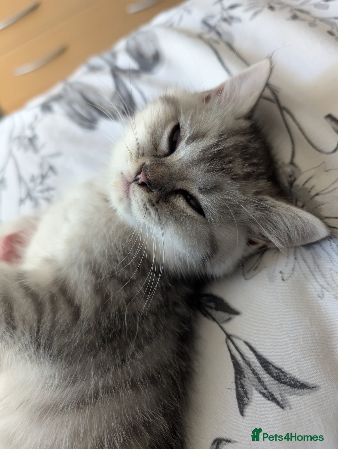 British Shorthair cats for sale: Beautiful British Short Hair Boys  - Image 10