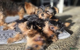 Yorkshire Terrier dogs for sale: Yorkshire  - Image 4
