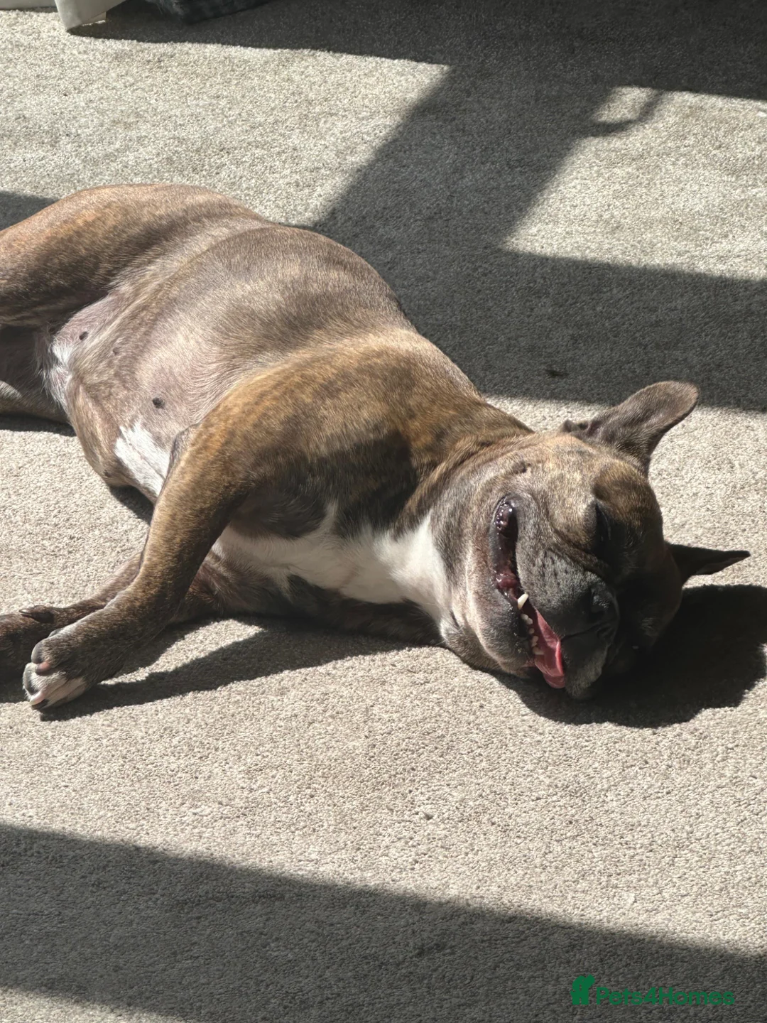 French Bulldog dogs for sale: 11 year old loving female French bulldog rehome - Advert 3