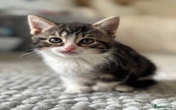 Persian cats for sale: Persian Russian doll x kittens  - Image 3