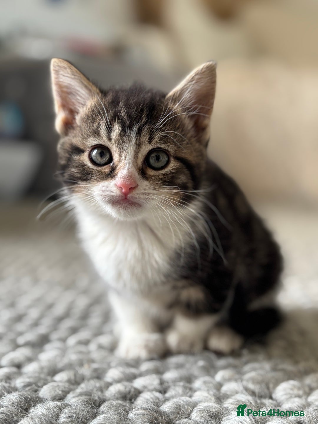 Persian cats for sale: Persian Russian doll x kittens  - Image 3