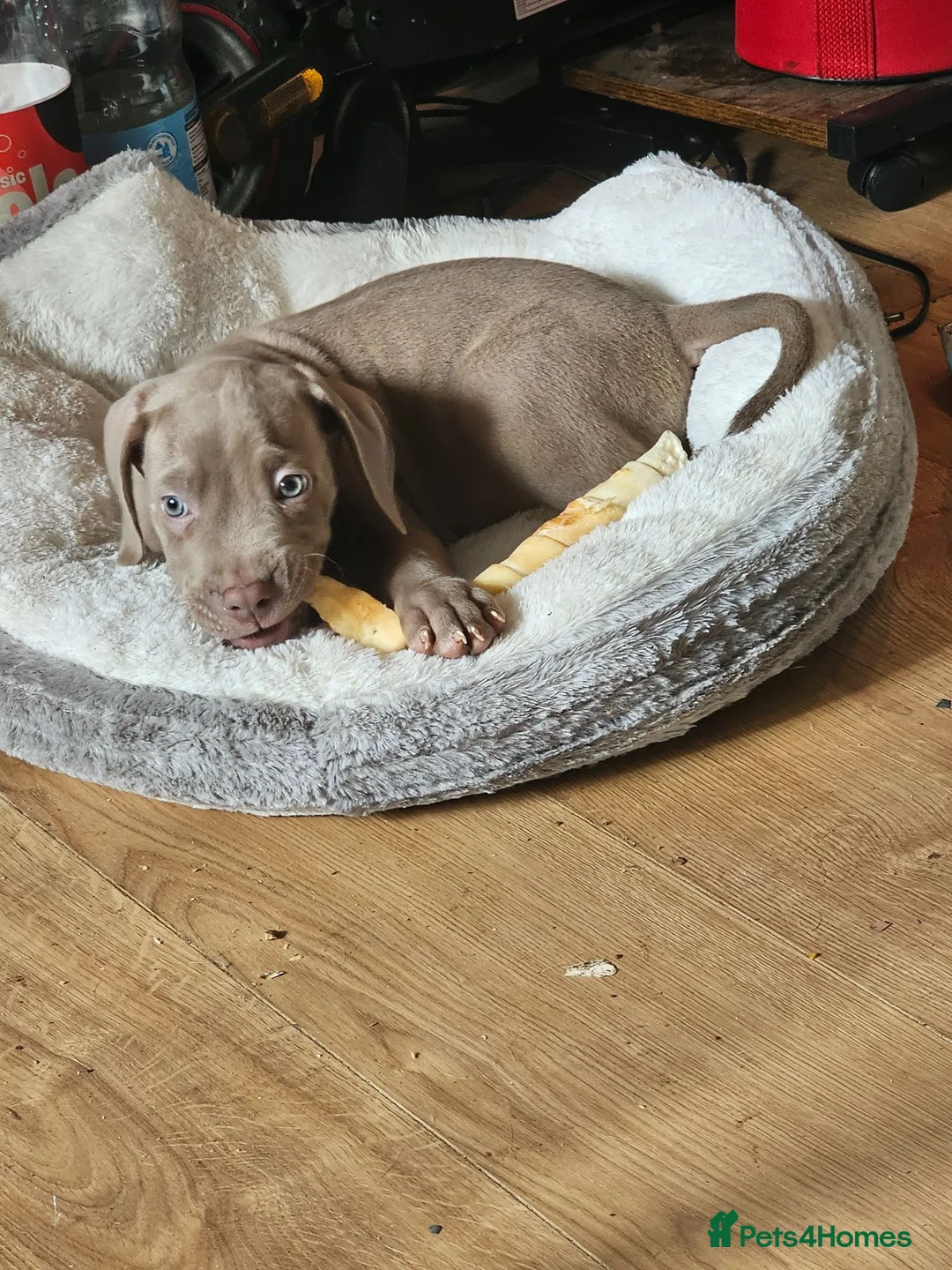 Mixed Breed dogs for sale: 2 gorgeous blue eyed boys .cane corso x great dane - Advert 2