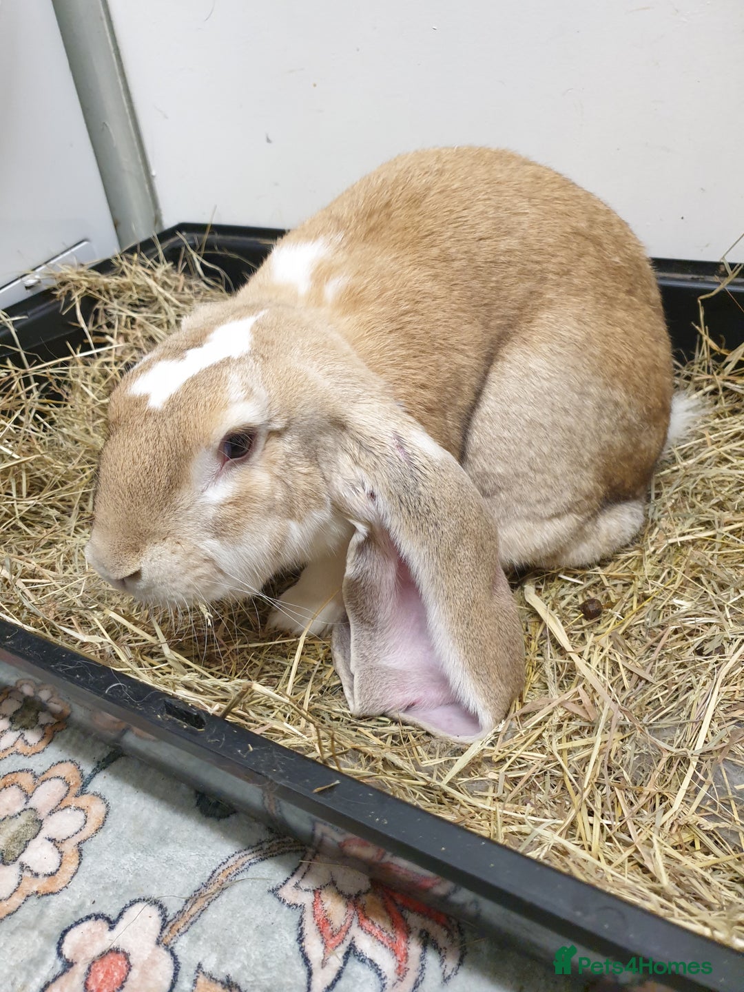 English Lop rabbits for sale: Giant engilsh lop  - Advert 5