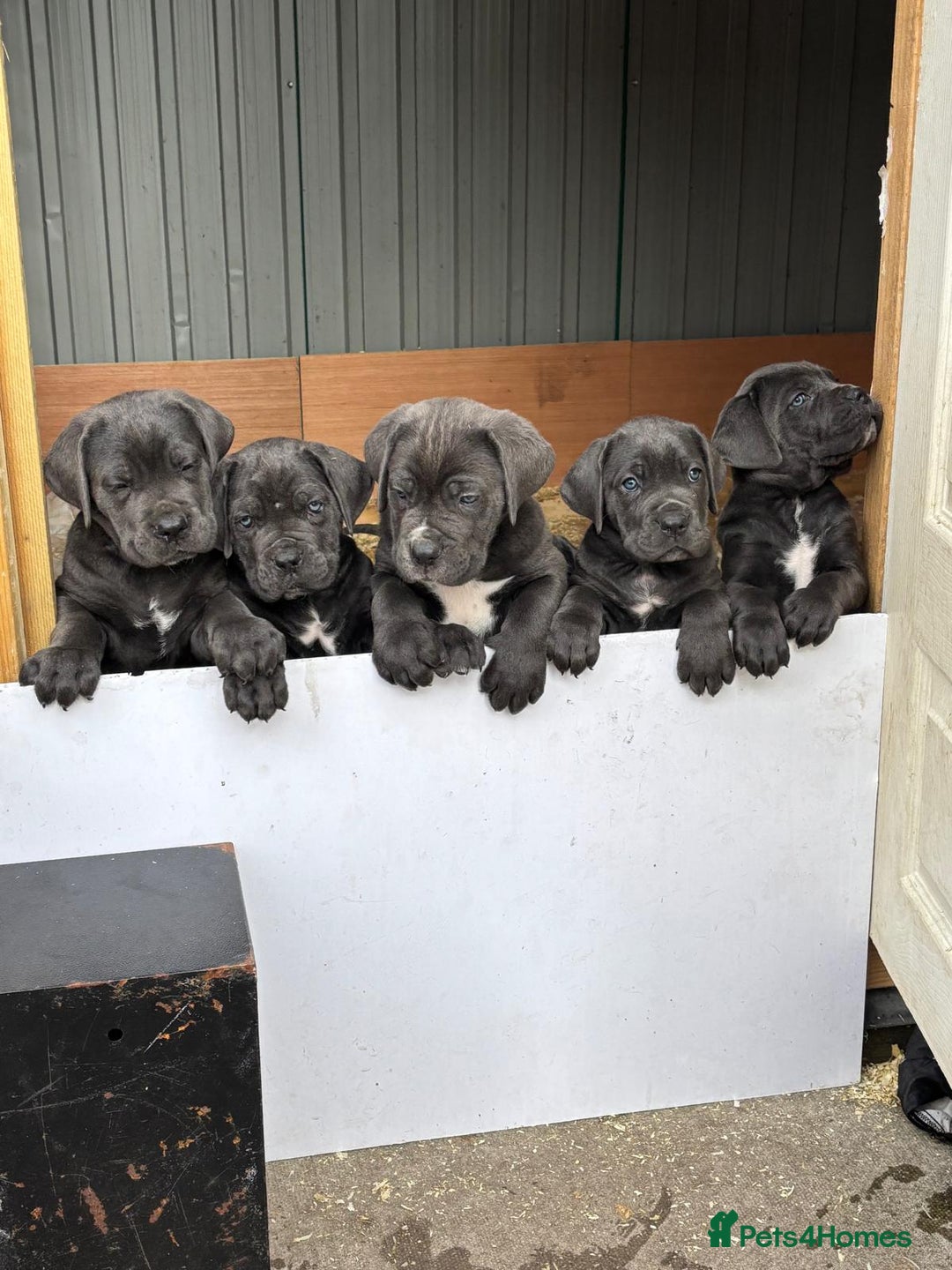 Cane Corso dogs for sale: Cane Corso puppies for sale - Image 3