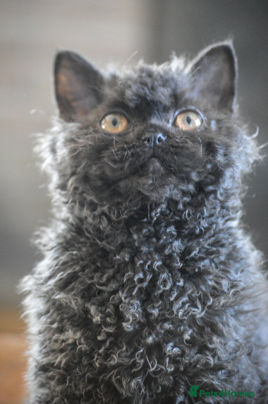 Selkirk Rex cats for sale: Lovely lad looking for a warm lap - Advert 4