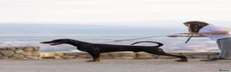 Dobermann dogs for sale:     ✨Carefully Planned KC Registered litter ✨  - Advert 10