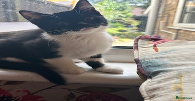 British Longhair cats - Advert 3