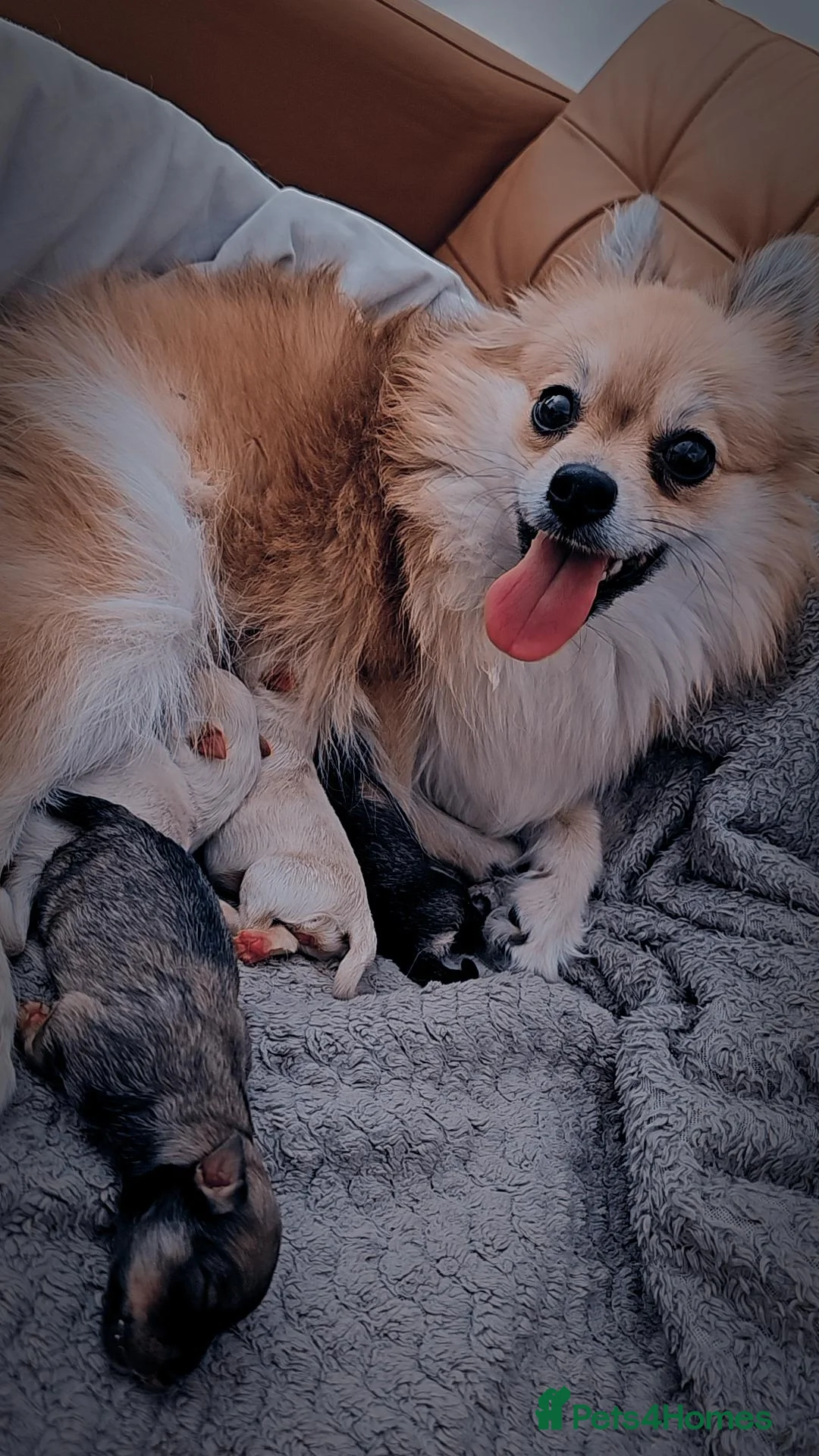 Pomeranian dogs for sale: Pomeranian puppies for loving and caring families  - Image 13