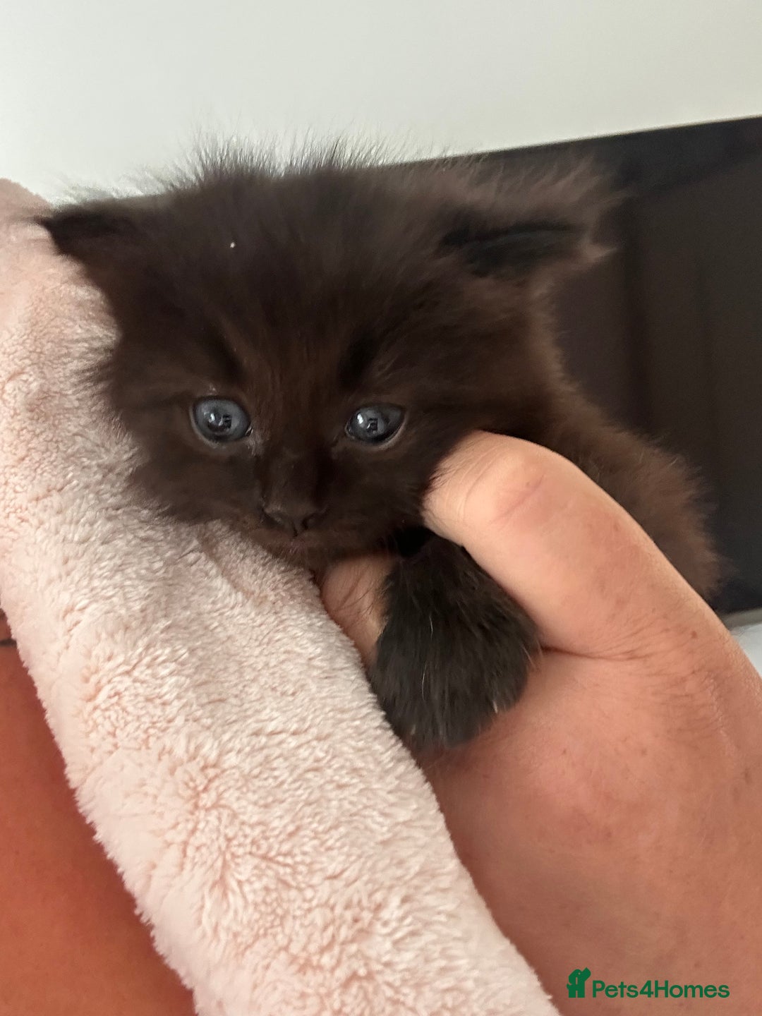 Ragdoll cats for sale: Gorgeous fluffy Ragdoll x kitten  - Image 1