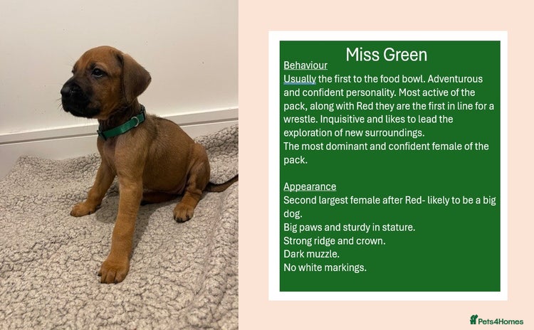 Rhodesian Ridgeback dogs in Scunthorpe - Advert 2