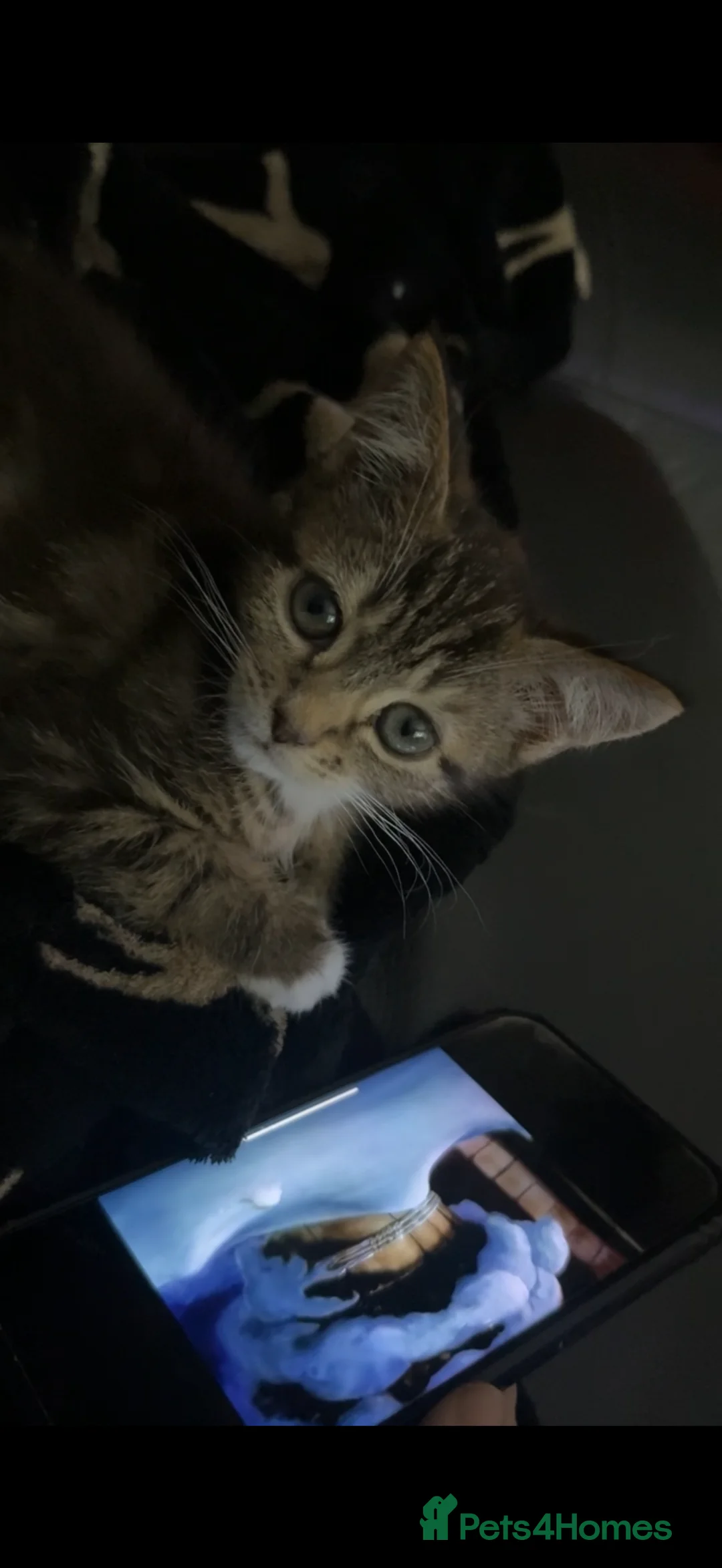 Mixed Breed cats for sale: Tabby Kitten Girl - Advert 8