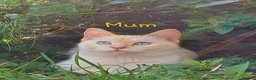 Siamese cats for sale: STUNNING Flame Point Siamese Kittens - Advert 33