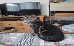 Mixed Breed cats for sale: 2 male kittens - Image 5
