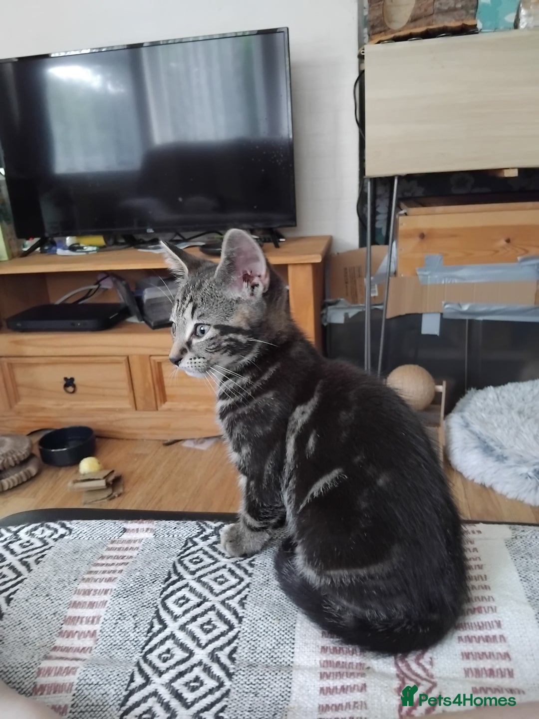 Mixed Breed cats for sale: 2 male kittens - Image 5