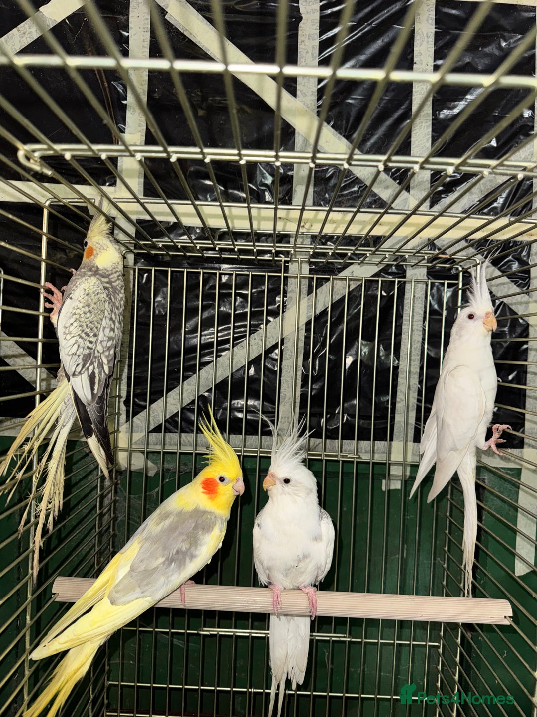 Cockatiels birds for sale: Various Cockatiels  - Advert 1