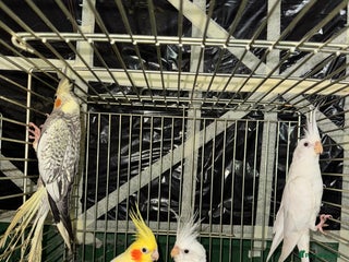 Cockatiels birds for sale: Various Cockatiels - Advert 1