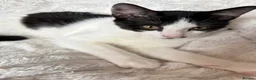 Mixed Breed cats for sale: Playful cute kittens looking for their home in Woodford Green - Advert 8