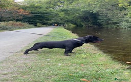 Staffordshire Bull Terrier dogs for stud: Phenomenal fertility- New Stud dog 2025 - Image 12