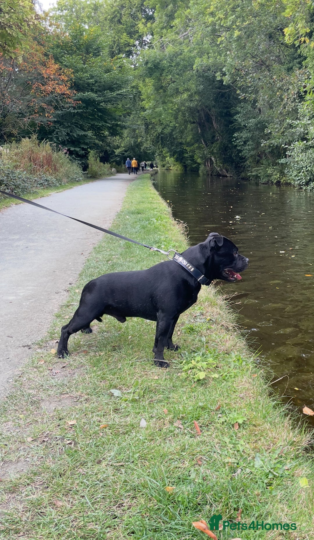 Staffordshire Bull Terrier dogs for stud: Phenomenal fertility- New Stud dog 2025 - Image 12