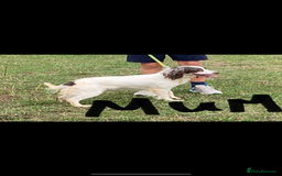 Cocker Spaniel dogs for sale: Cocker spaniel puppies  - Advert 6