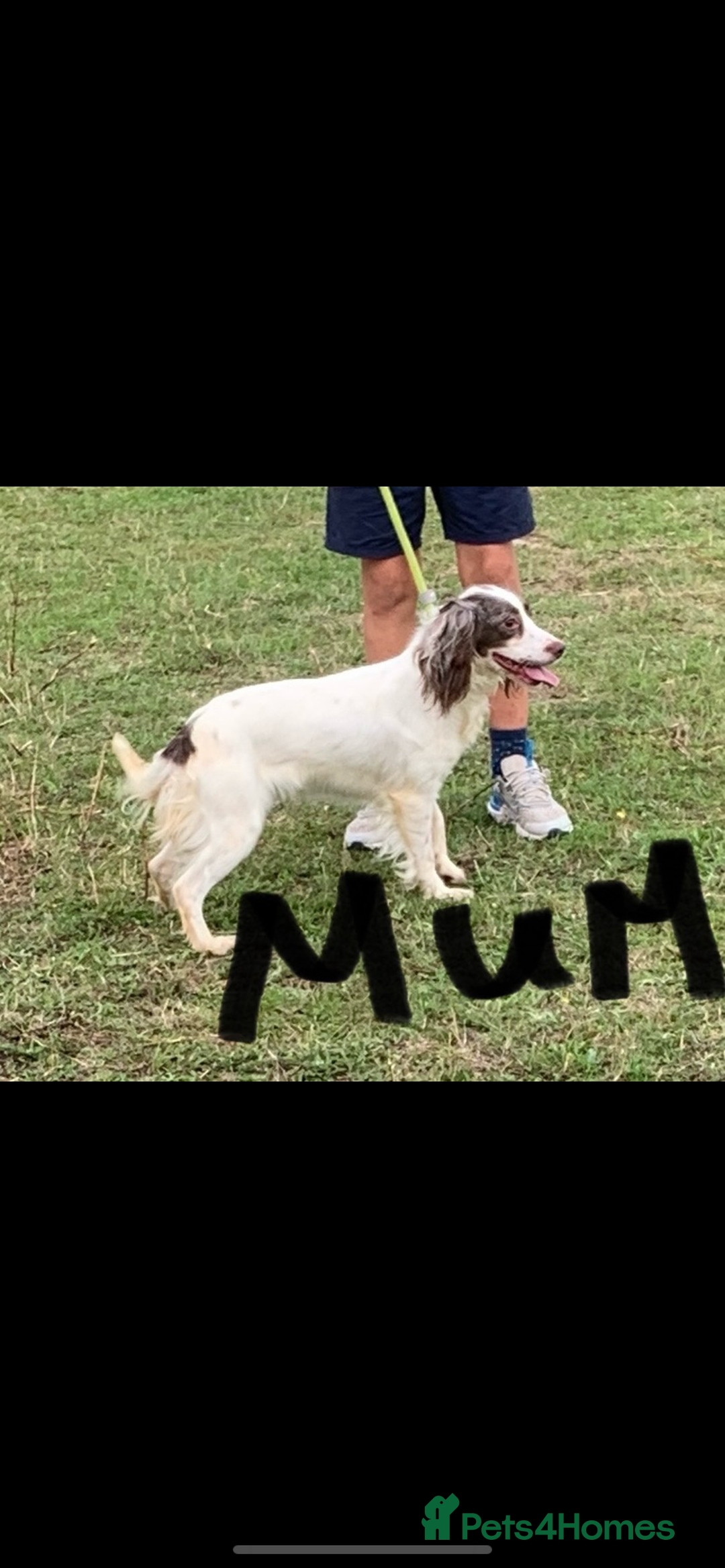 Cocker Spaniel dogs for sale: Cocker spaniel puppies  - Advert 6