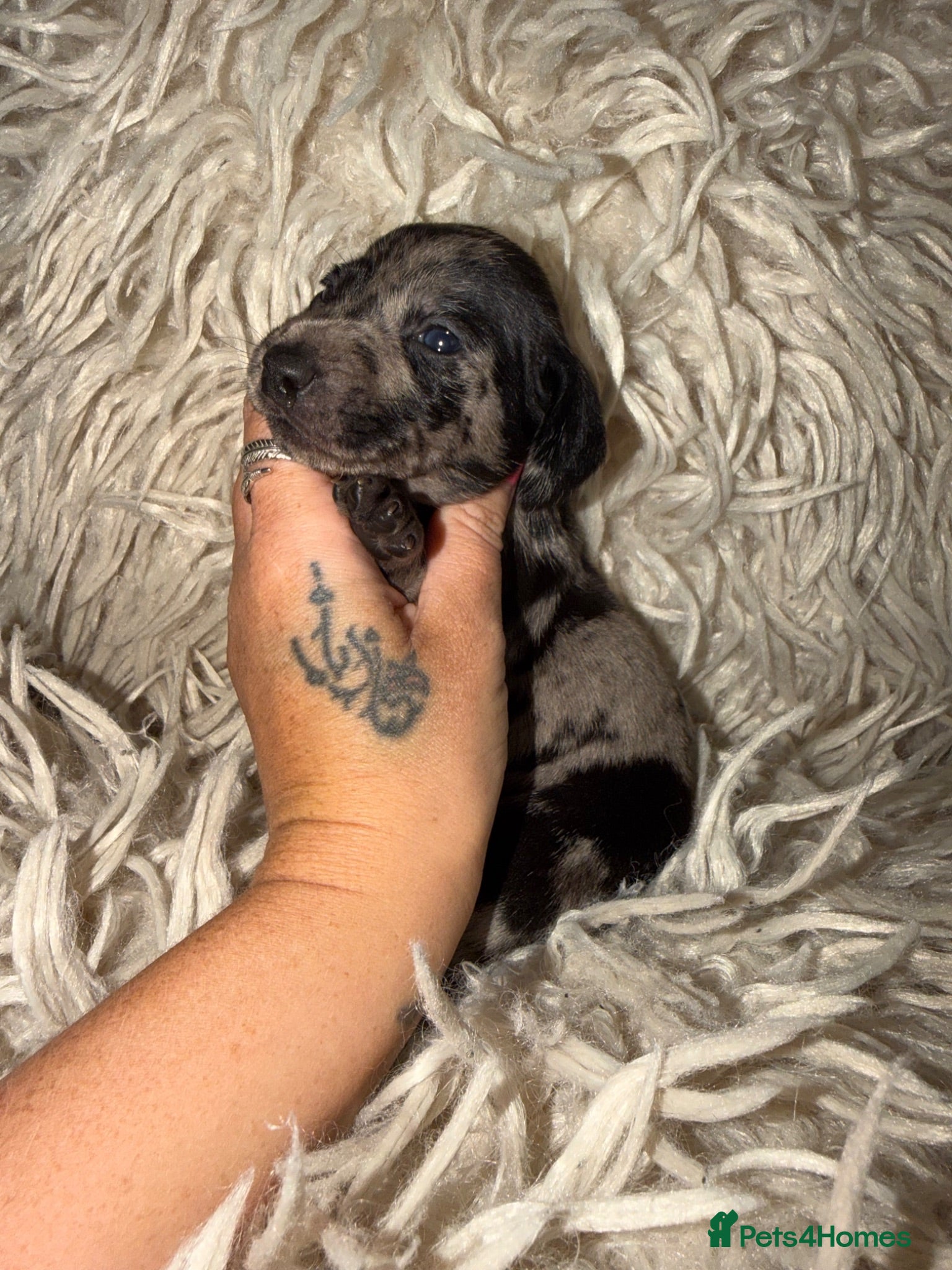 Miniature Dachshund dogs Kc registered kaninchen dachshunds  - Advert 17