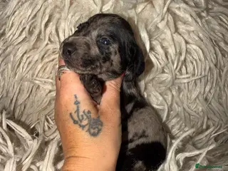 Miniature Dachshund dogs Kc registered kaninchen dachshunds - Advert 17