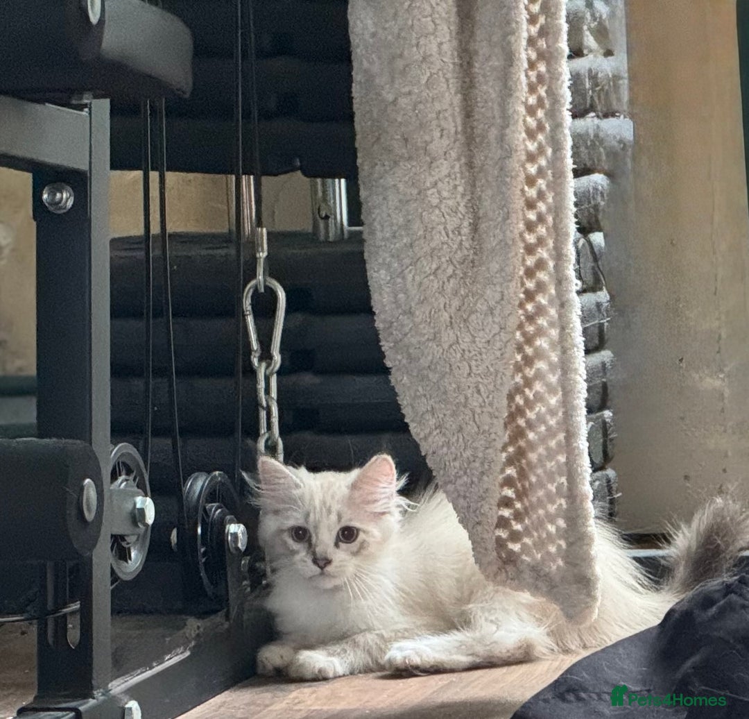 Siberian cats for sale: Two male  Siberian kittens - Image 6