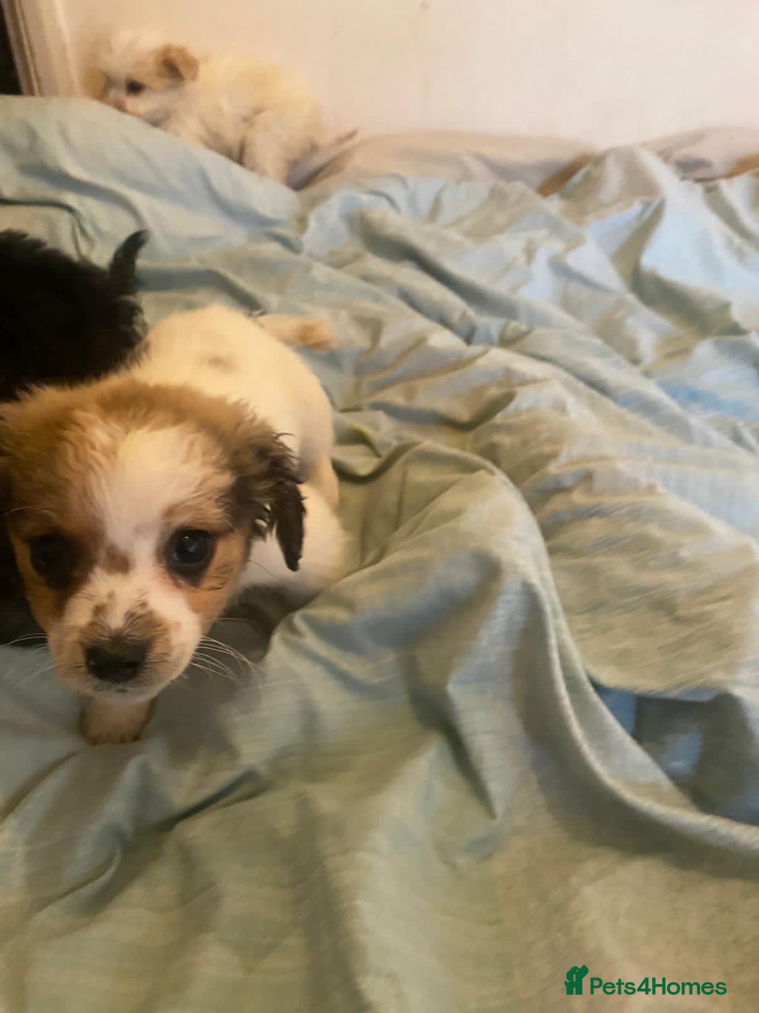 Jackapoo dogs for sale: Jackapoo puppies for sale  - Image 2