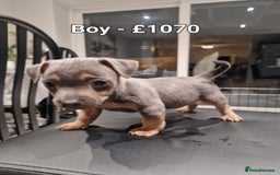 Jack Russell dogs for sale: Pure Jack russell puppies. Ultra-Rare colored.  - Advert 15