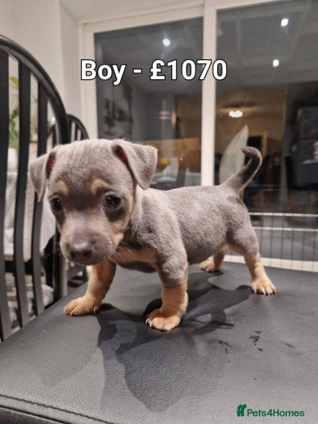 Jack Russell dogs for sale: Pure Jack russell puppies. Ultra-Rare colored.  - Advert 15