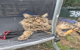 Maine Coon cats for sale:  GCCF Champion Title Maine Coon - Image 11