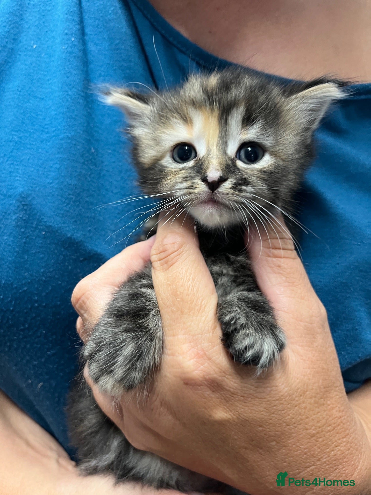 Mixed Breed cats 4 little girls  - Advert 8