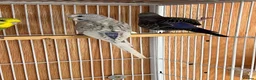 Budgerigars birds for sale: Baby budgie for sale 2 to 3 months  - Advert 3