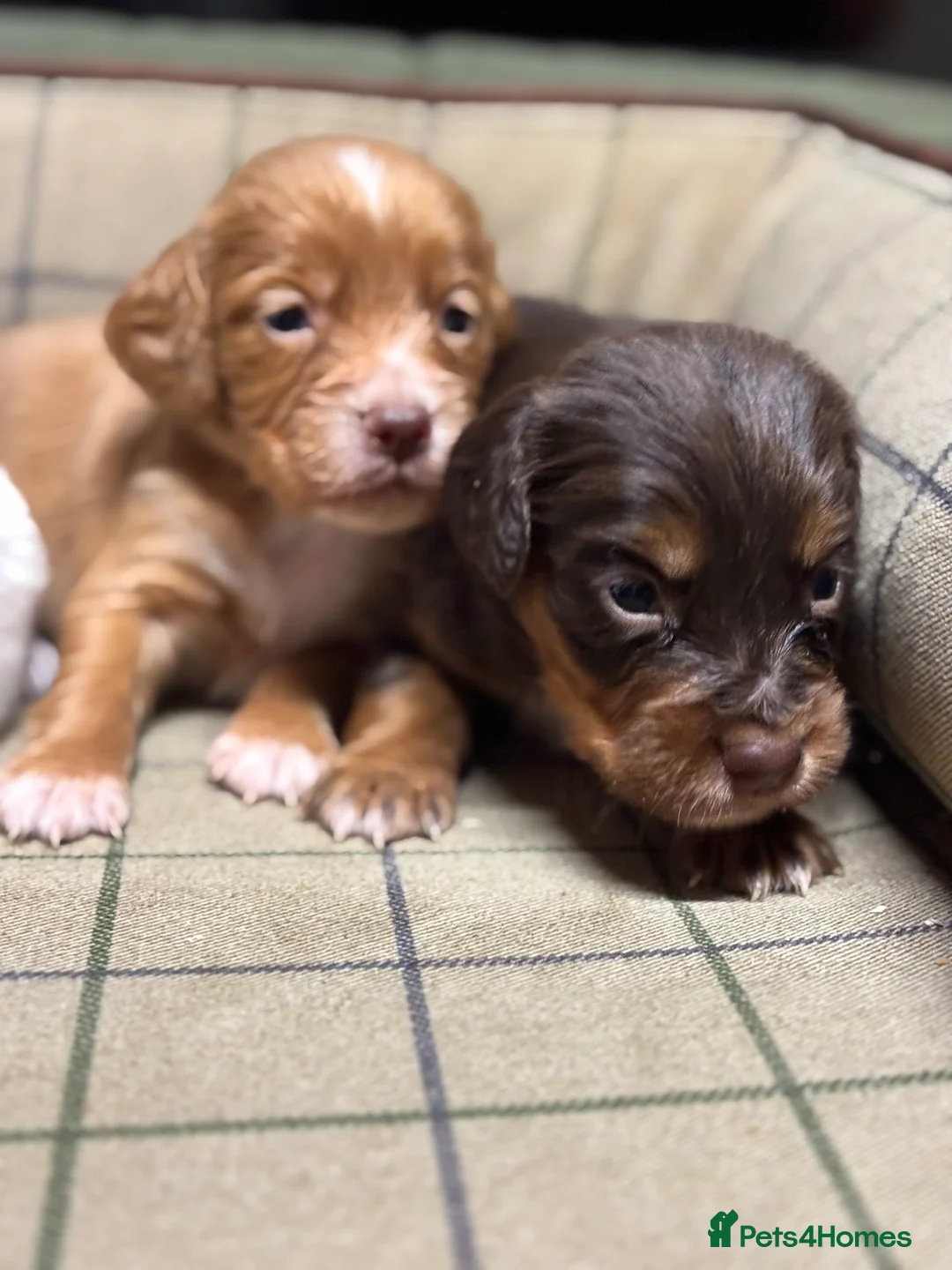 Cocker Spaniel dogs for sale: Stunning Cocker Spaniel Puppies  - Advert 7