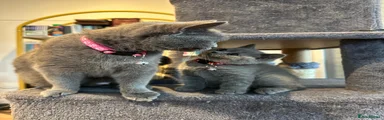 British Shorthair 1