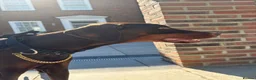 Dobermann dogs for sale: KC Registered Doberman | 91 Champions in Parents - Advert 3