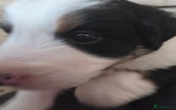 Bordoodle dogs for sale: F2 Bordoodle puppies - Image 17