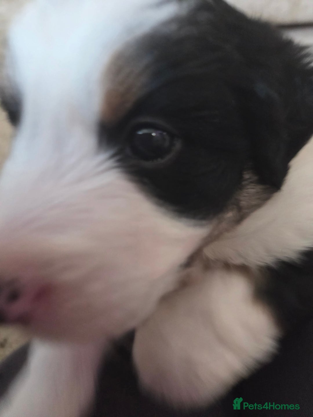 Bordoodle dogs for sale: F2 Bordoodle puppies - Image 17