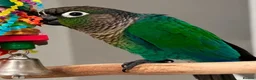 Parrots birds for sale: Tame Turquoise Green-Cheek Conure – Mochi in London - Advert 2