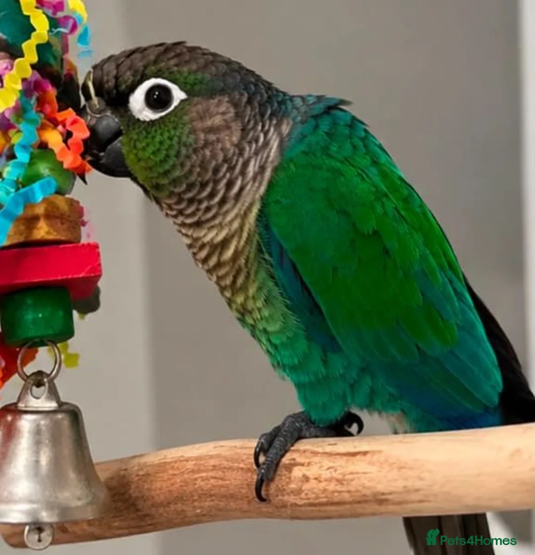 Parrots birds for sale: Tame Turquoise Green-Cheek Conure – Mochi in London - Advert 2